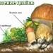 Общая характиристика царства грибов